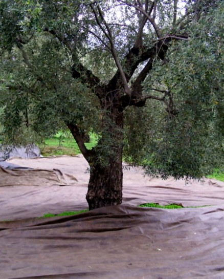 Ελαιόπανα